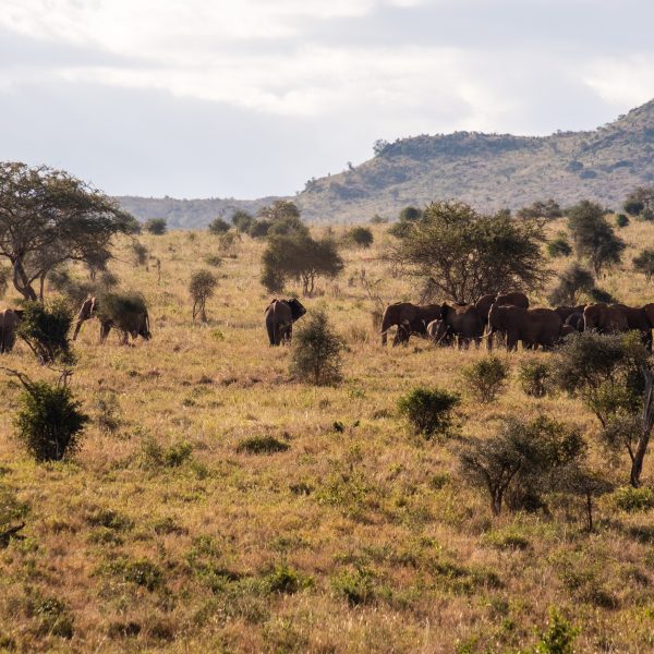 3 Days 2 Nights Nairobi – Maasai Mara – Nairobi Safari