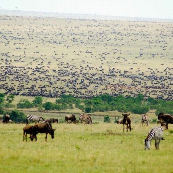 7 Days 6 Nights Wildebeest Migration Safari