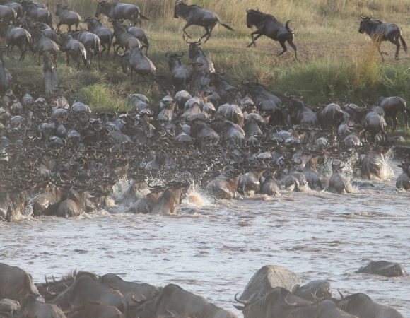 7 Days 6 Nights Wildebeest Migration Safari